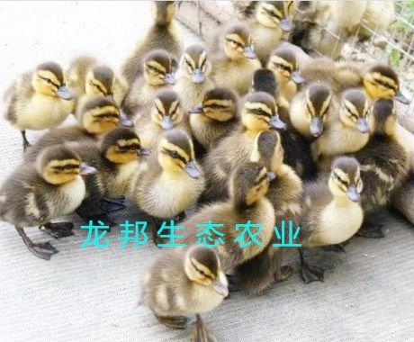 衡阳麻鸭苗 大白沙鸭麻鸭菜鸭苗菜鸭厂家直销量大从优包邮