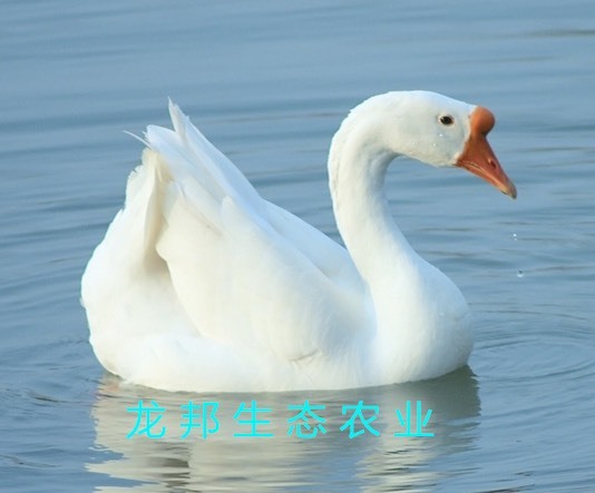 衡阳供应白鹅苗 肉鹅苗 额部肉瘤丰圆大种白鹅苗长期有货包邮