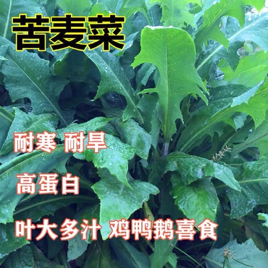 杭州冬牧草种子 苦荬菜种子 多年生牧草 猪牛羊鸡鸭鹅苦麻菜苦麦菜