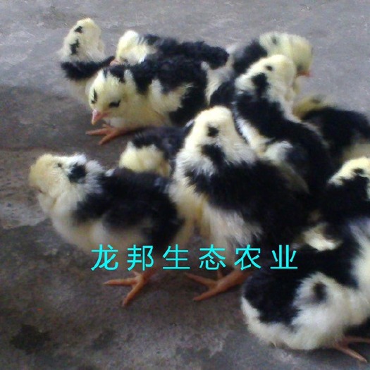 衡阳贵妃鸡苗 包疫苗 质量可靠 全国发货 贵妃脱温苗