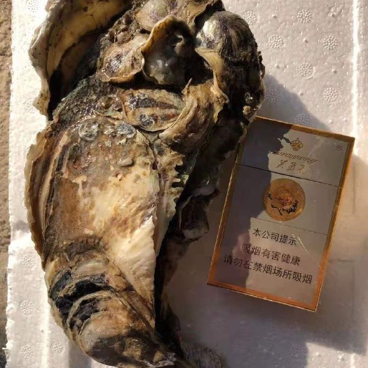 饶平县三倍体生蚝 广东省潮州市饶平县 鲜活水产 