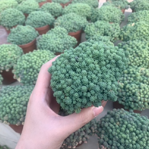 漳州 多肉植物薄雾35装