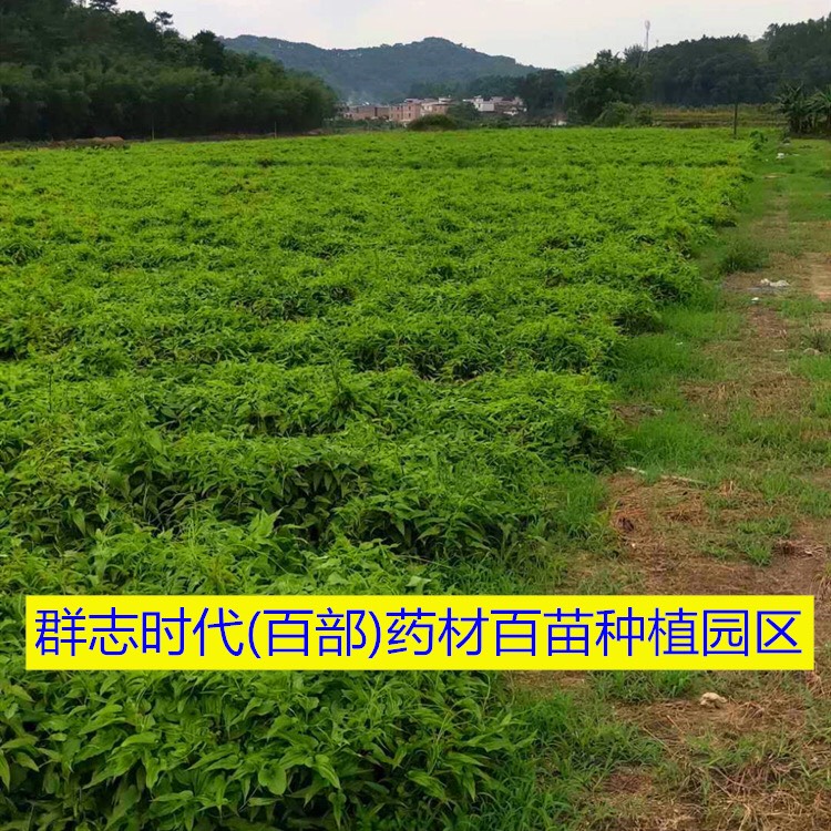 百部苗  红花百部 种苗药苗中药材教授种植￼加工 回收