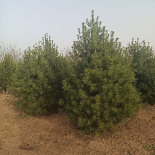 博野县白皮松基地2-6米白皮松 苗圃直供 一手货源 规格全 价格低