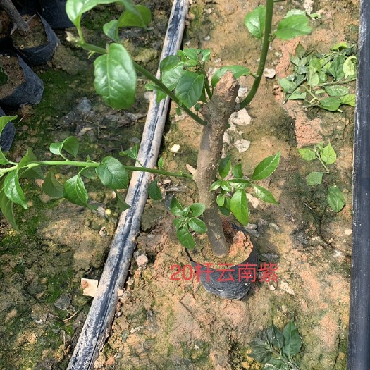 漳州云南紫三角梅  云南紫