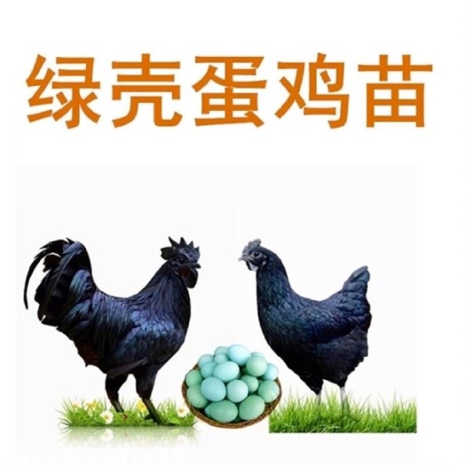 南宁五黑鸡苗  五黑绿壳蛋鸡苗  五黑一绿多蛋鸡  高产多蛋鸡苗