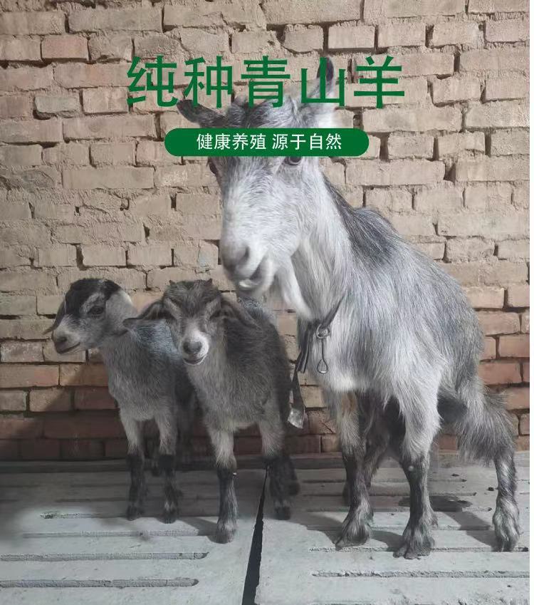 青山羊活体纯种青山羊活苗小羊羔种公羊怀孕母羊鲁西南青山羊