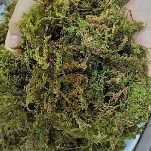 贵阳水苔 大量，优质，基质。