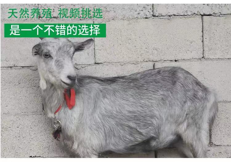 青山羊活体纯种青山羊活苗小羊羔种公羊怀孕母羊鲁西南青山羊