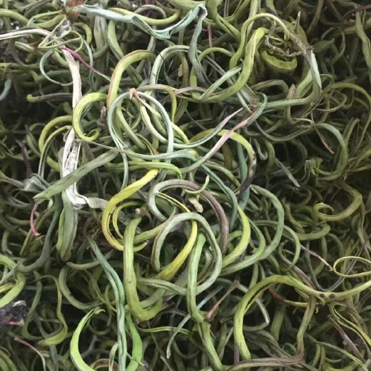 玉林化石草