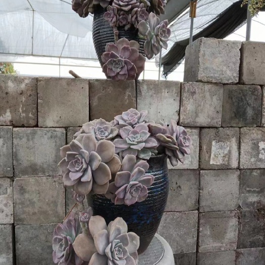 漳州 多肉植物紫乐老桩悬崖