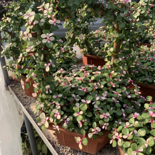 漳州 多肉植物金枝玉叶花篮6装