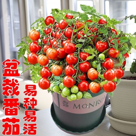 长沙草莓番茄种子  矮生盆栽番茄种子小西红柿圣女果农家阳台水果蔬菜种子易活四季播