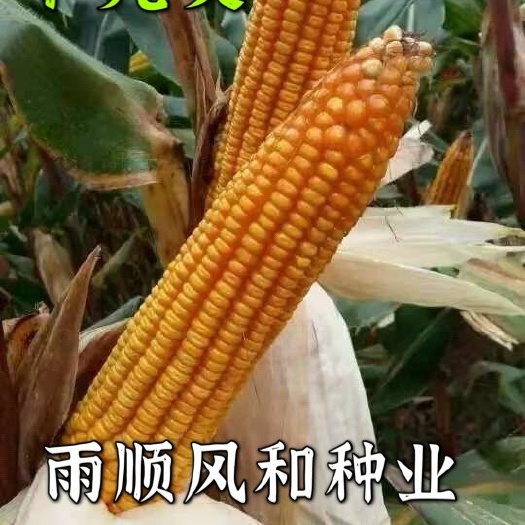 聊城 华玉518高产高抗超抗逆性强，稀植大棒，亩产可达1800斤以