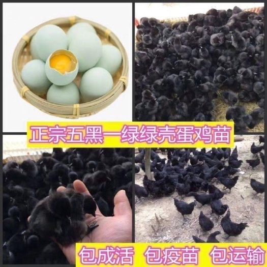 南宁五黑鸡苗  五黑一绿高产多蛋鸡苗 多蛋鸡 品种正宗 质量保证 包打疫苗