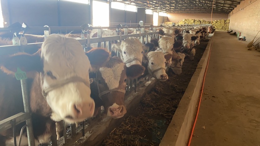 张家口肉牛  西门塔尔基础母牛、怀孕母牛
