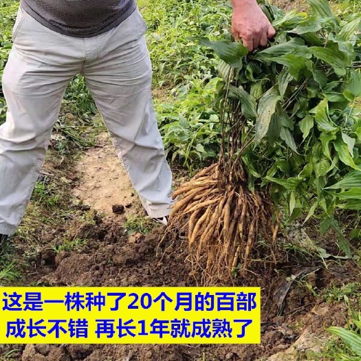 玉林百部苗  红花百部 种苗药苗中药材教授种植￼加工 回收