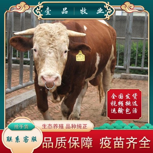 郓城县西门塔尔牛犊活苗杂交肉牛纯种西门塔尔小牛犊活体养殖技术