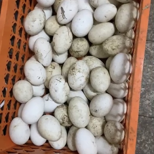 苍南县鲜鹅蛋 狮头蛋