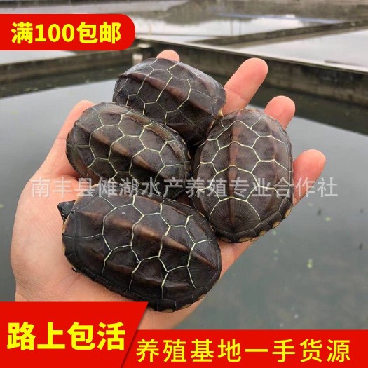 南丰县苏北金线草，中华草龟，纯外塘冷水草龟