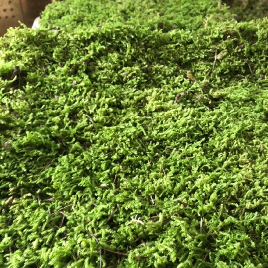 太湖县青苔 苔藓大灰藓