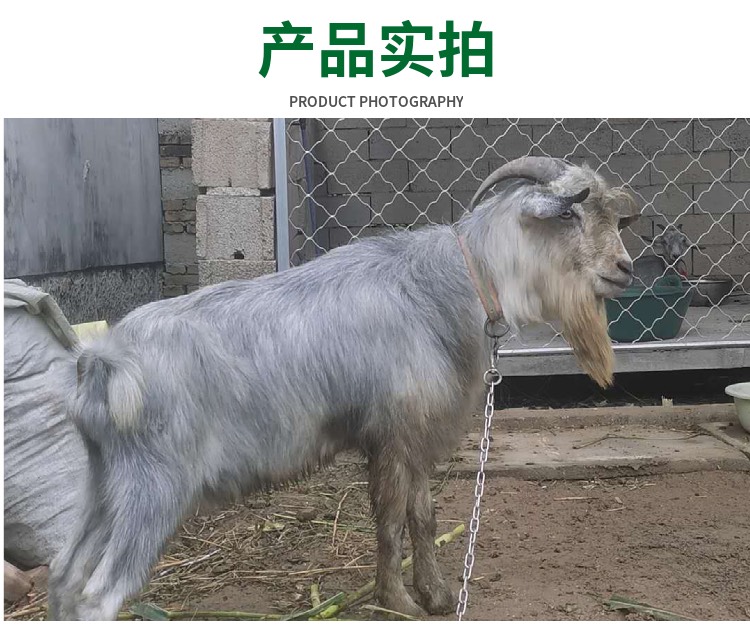 青山羊活体纯种青山羊活苗小羊羔种公羊怀孕母羊鲁西南青山羊