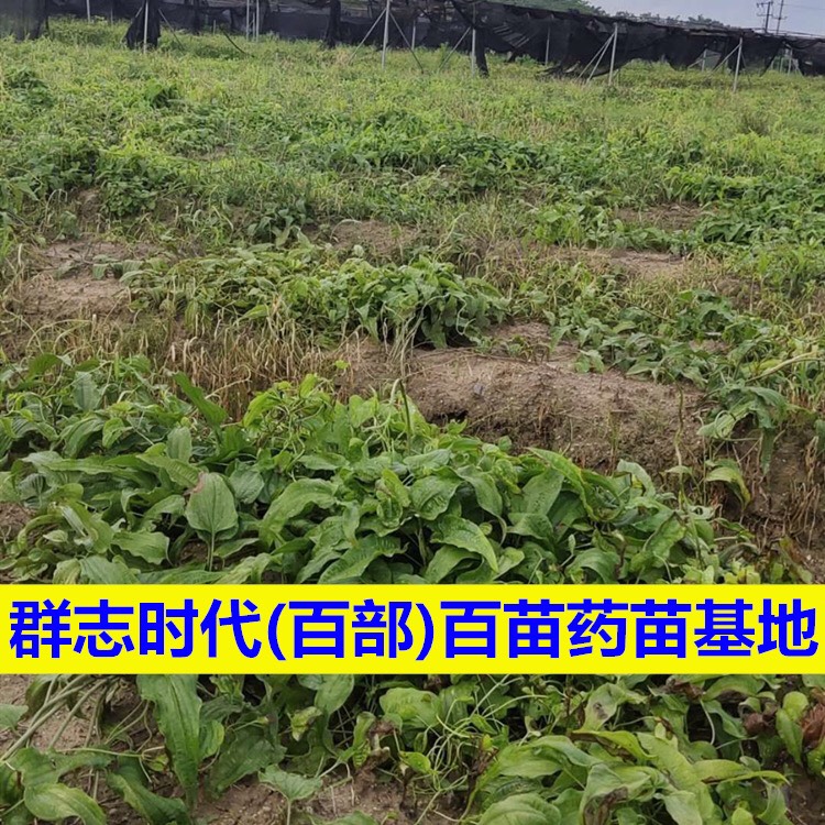 百部苗 百部 种苗药苗种子中药材教授种植加工 回收