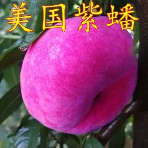 平邑县美国红蟠桃树苗  特大耐寒 蟠桃树苗美国红蟠树苗 紫蟠桃苗巴西玫瑰嫁接苗