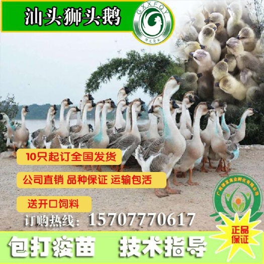 南宁狮头鹅苗  《汕头狮头鹅》合浦狮头鹅 厂家直销 品种正宗 假一赔十