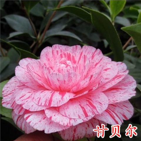  重瓣四季茶花盆栽室内好养植物四季开花阳台庭院山茶花香妃带花苞