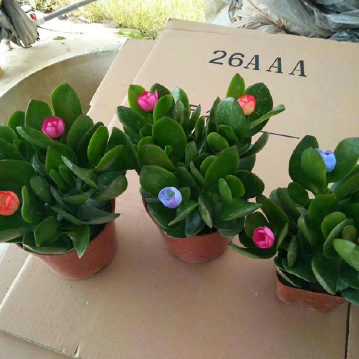 漳州 多肉植物玉树薄利多销价格低35装110 24装95
