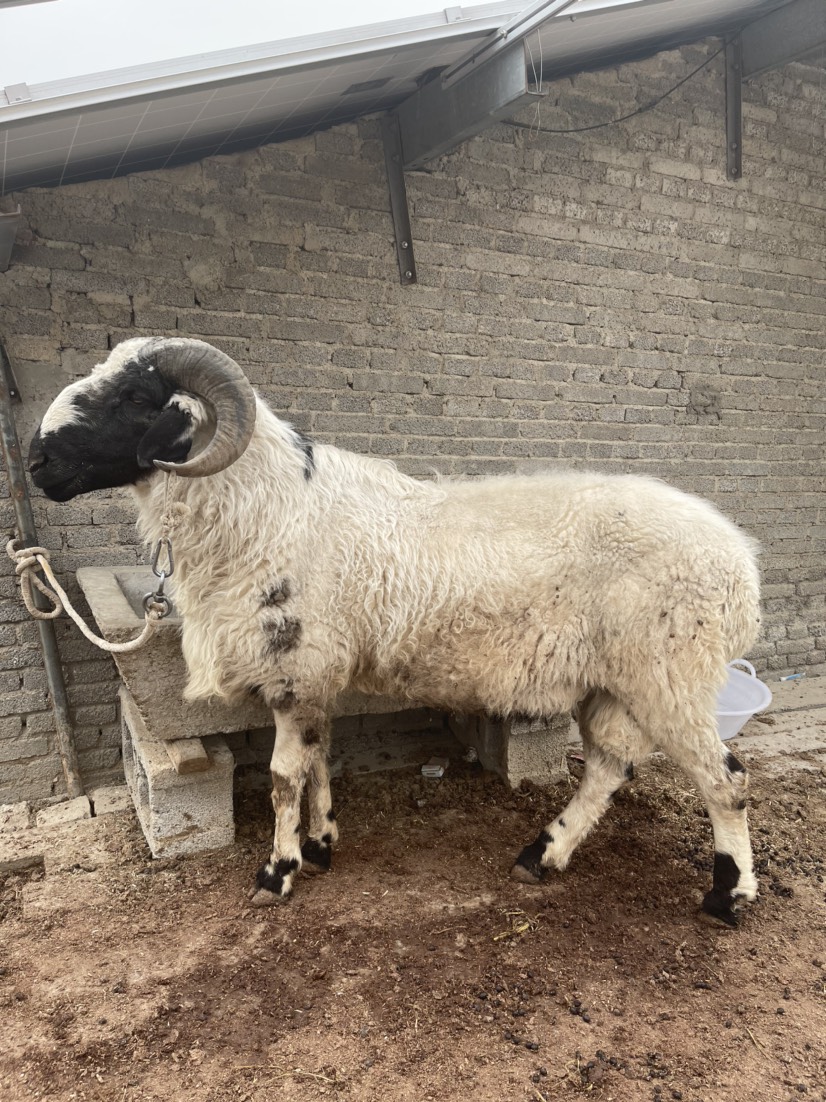 体型最大的羊品种图片