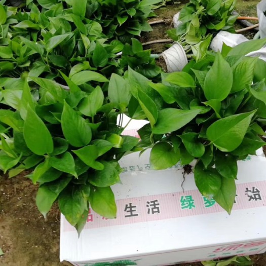 广州绿萝 