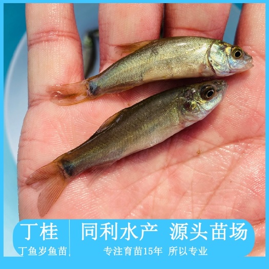 广州丁桂鱼苗