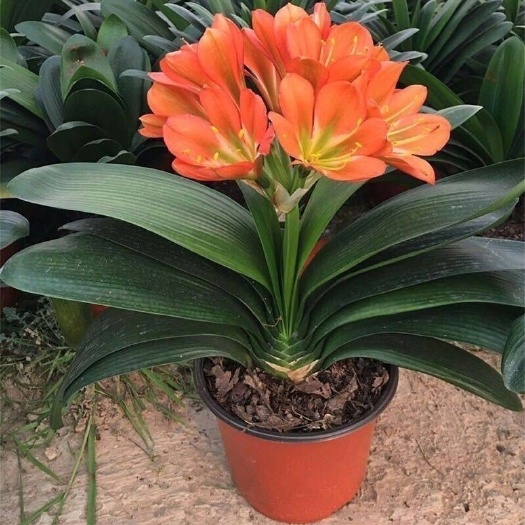 青州市室内花卉君子兰盆栽桌面植物君子兰花苗当年开花精品君子兰大苗