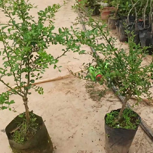 灵山县青柠檬苗  澳洲手机柠檬，带土发货