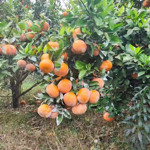 茂谷柑