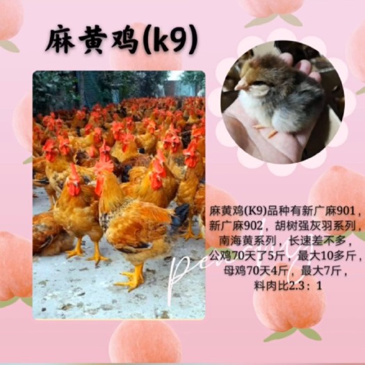 南宁 灰羽K9鸡苗