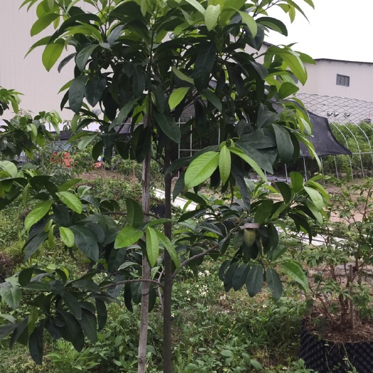 开平市黑柿苗  黑柿实生苗，高1.8，直径3到四公分左右，已开花。