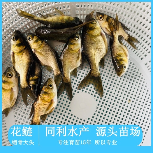 广州缩骨大头鱼苗 缩骨花鲢苗
