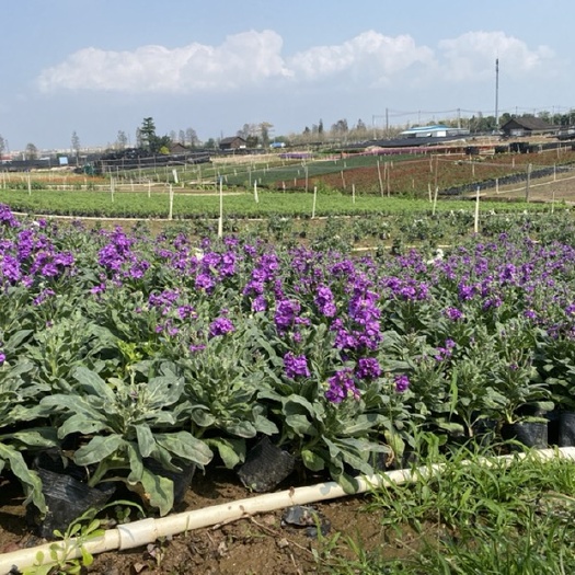 中山市供应紫罗兰工程苗木