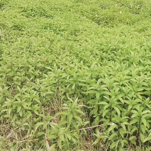 简阳市 四川简阳土薄荷苗出售，