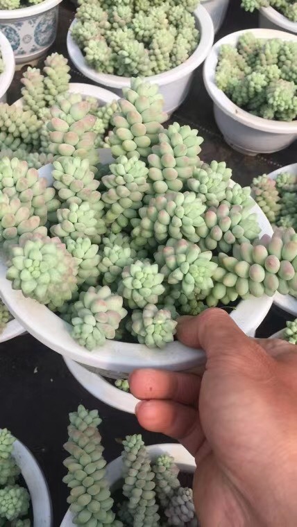 昆明 玉缀