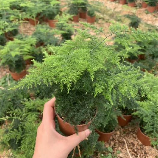 漳州 观赏植物小盆文竹低价出售薄利多销48装130
