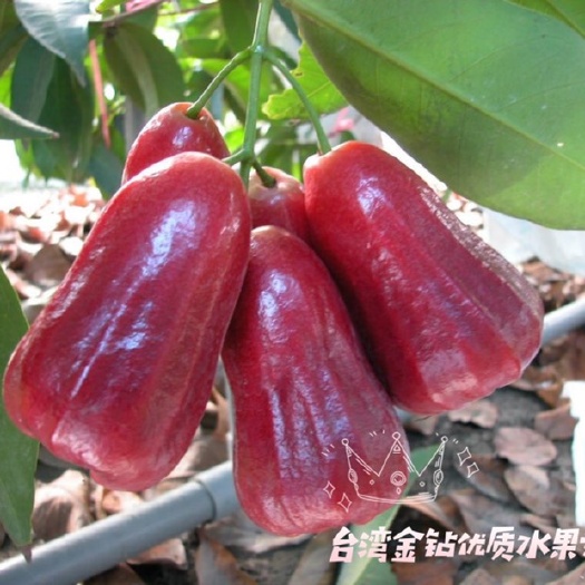蜜风铃莲雾  莲雾黑金刚莲雾～淡淡苹果香味、果肉扎实清脆多汁！
