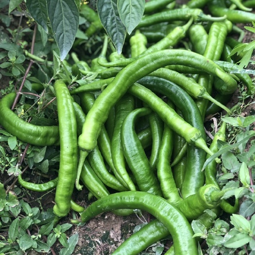 薄皮椒  现采新鲜菜椒薄皮