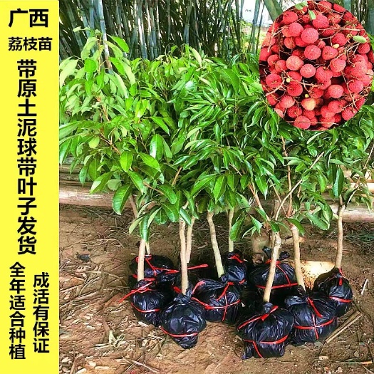 灵山县妃子笑荔枝苗  荔枝树苗 无核A4荔妃子笑荔枝树嫁接水果苗盆栽地栽南方种包邮