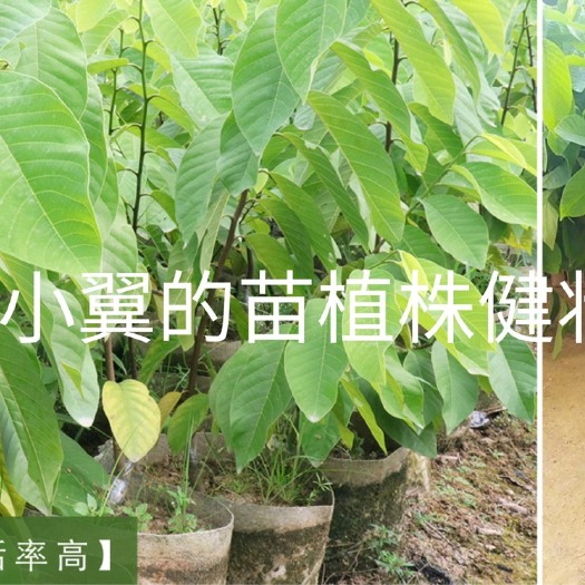 南宁释迦果苗  凤梨释迦苗，正品果苗，原生杯苗，世界十大名果