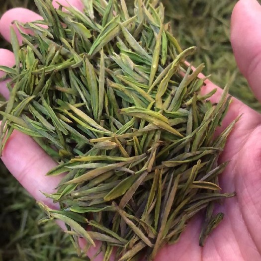 安吉县新白茶 安吉昆铜高山白茶