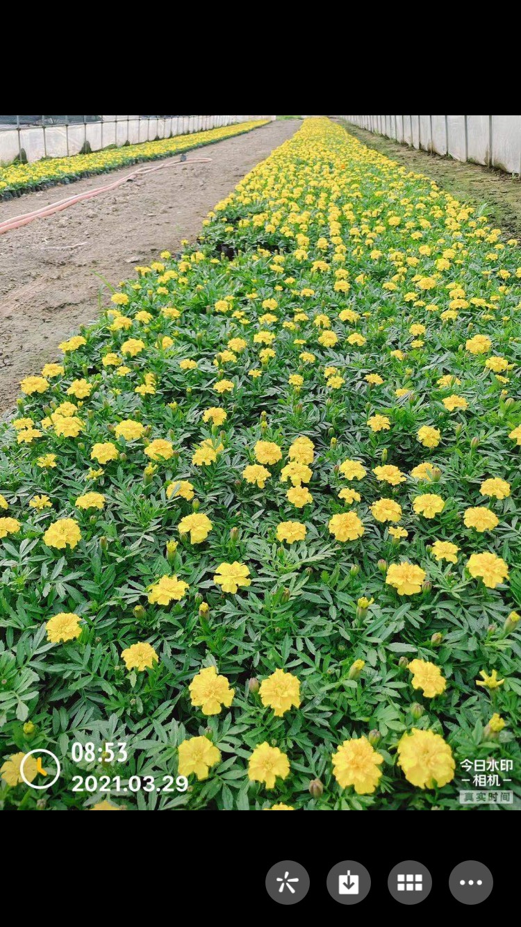 草花  孔雀草鸡冠夏堇矮牵牛一串红三色堇石竹羽甘蓝